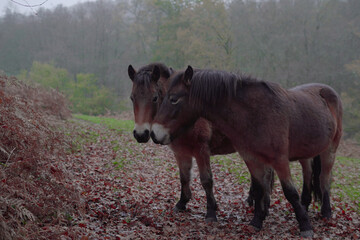 horse in the field