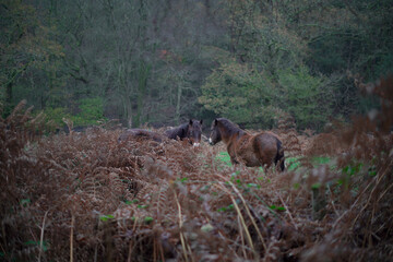 Pony in the forest