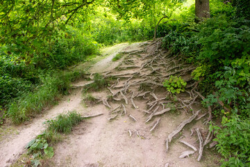 Obraz premium path in the forest