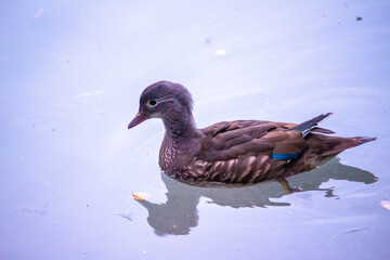 duck in the water