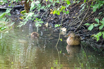duck in the pond