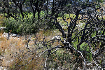 wildfire burning land scorched earth