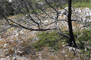 wildfire burning land scorched earth