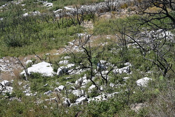 wildfire burning land scorched earth