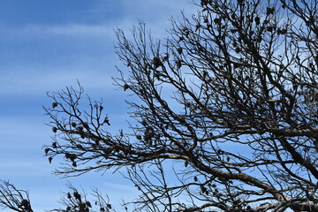 wildfire burning land scorched earth