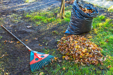Pile of autumn leaves next to rake and filled black plastic bag on grass, ready for yard cleanup....