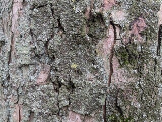 Closeup of cracked bark of a dying tree