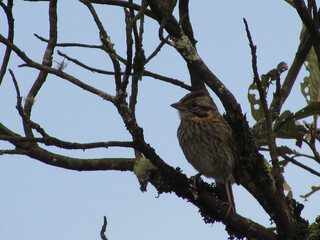 A Tico-Tico (Zonotrichia capensis) on a tree in the middle of the forest