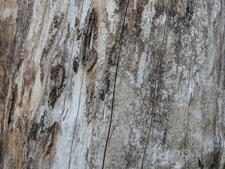 Closeup of wood and bark on a dead tree