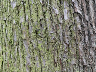 Closeup of tree bark covered in green algae