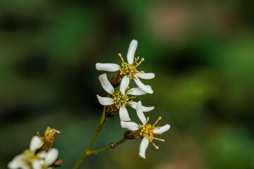 森の中に咲くシラヤマギクの白い花