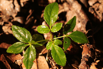 Fototapeta premium 木漏れ日を浴びた新しい木の芽の葉