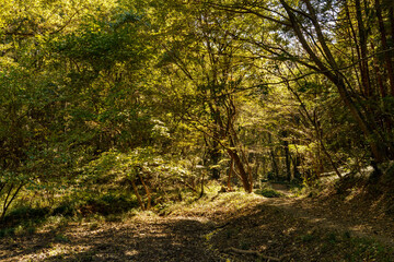 Obraz premium 光が差し込む秋の遊歩道