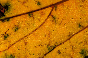 黄色く色づいた落ち葉