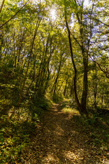 光が差し込む秋の遊歩道