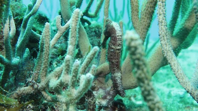 plano general de un caballito de mar  sujet&aacute;ndose de un coral   en el arrecife del mar caribe.
