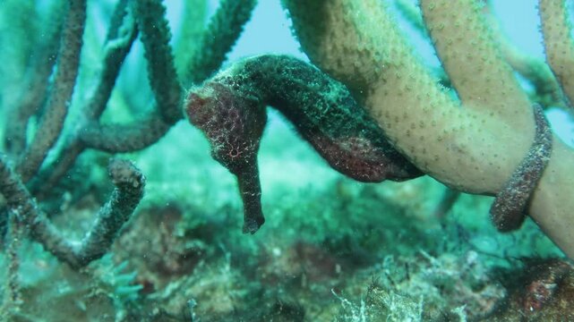 close up de un caballito de mar  sujet&aacute;ndose de un coral   en el arrecife del mar caribe.