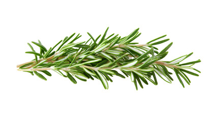Fototapeta premium rosemary on transparent background
