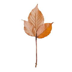 Single brown leaf with stem on transparent background