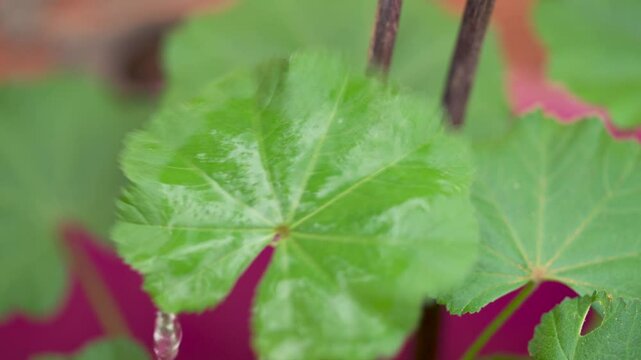 Slow-motion footage of a vibrant green cheeseweed (mallow) leaf with water gently flowing over its
surface, highlighting the natural beauty and tranquility of nature.