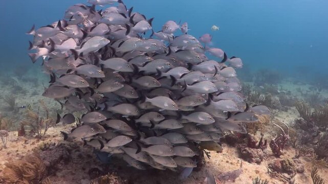 escuela o banco de peces pargo gris (lutjanus griseus) moviendose de manera coordinada en el arrecife de coral bajo las aguas del mar caribe.