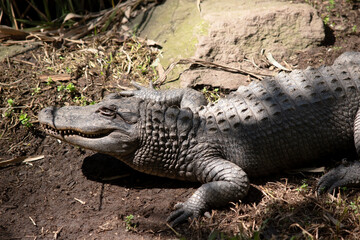 this is a close up of an alligator