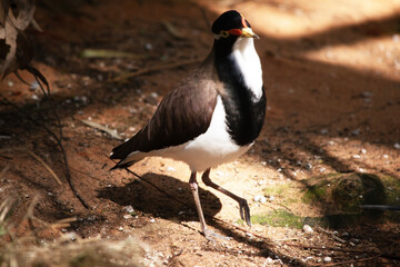 the banded lapwing is a black and white bire