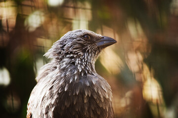 The Apostle bird has grey feathers on the head, neck and breast are brushed with paler grey-white and the wings are brownish.