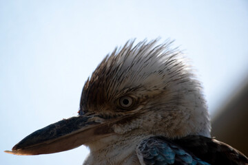 this is a side view of a blue winged kookaburra