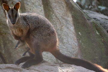 The southern Brush-tailed Rock-wallaby has a characteristic, long, dark tail that is bushier towards the tip.