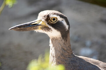 The bush stone curlew has grey-brown feathers with black streaks, a white forehead and eyebrows, a broad, dark-brown eye stripe and golden eyes
