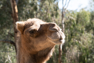 Obraz premium Camels are mammals with brown eyes, long lashes, a big-lipped snout and a humped back.