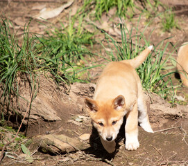 Dingos usually have a ginger coat and most have white markings on their feet, tail tip and chest.