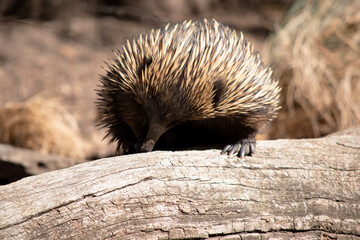 The short nosed echidna has strong-clawed feet and spines on the upper part of a brownish body.