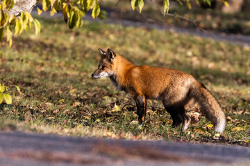 Red fox in autumn golden light