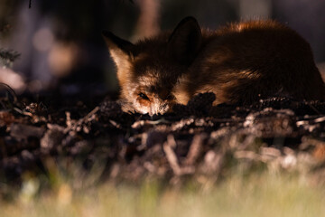 Red fox in autumn golden light