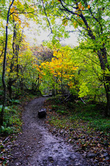 Obraz premium 落ち葉と紅葉が広がる秋の森