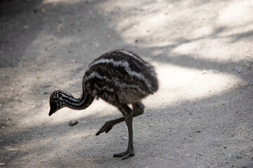 this is a side view of an emu chick
