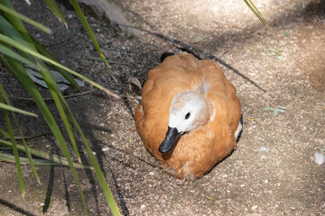 the egyptian goose has a white head black bill and brown body