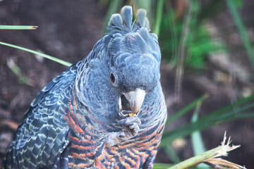 The male gang-gang parrot has a small, stocky cockatoo with a wispy grey crest, large, broad wings...