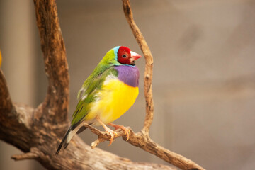 the gouldian finch is a colorful bird