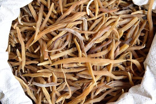 Basket of fresh harvested dried raw Indian Moriinga pods, or drumsticks, in Jaipur, India.