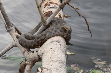 snake 