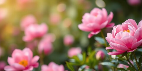 Fototapeta premium Close-up of a pink Peony with blurred white flower background, flora, garden