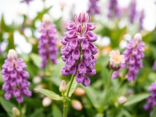Fototapeta premium Close-up of a vibrant purple lupine flower bud isolated on a clean white background, beauty, botanical