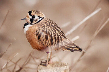 this is a side view of a inland dotterel