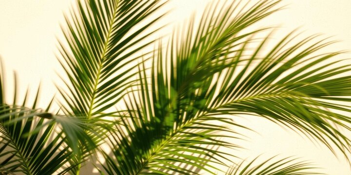 Palm leaves shadow casting on beige background, frozen in motion, pattern, freeze motion