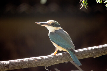 the kingfisher is perched on a branch