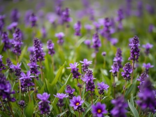 Naklejka premium Vibrant purple flower blooming in a lush green field, showcasing the beauty of nature, lush, nature