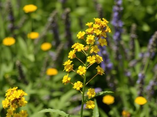 Obraz premium Vibrant yellow Wrinkleleaf goldenrod flowers in full bloom with blurred green foliage in the background, nature, summer